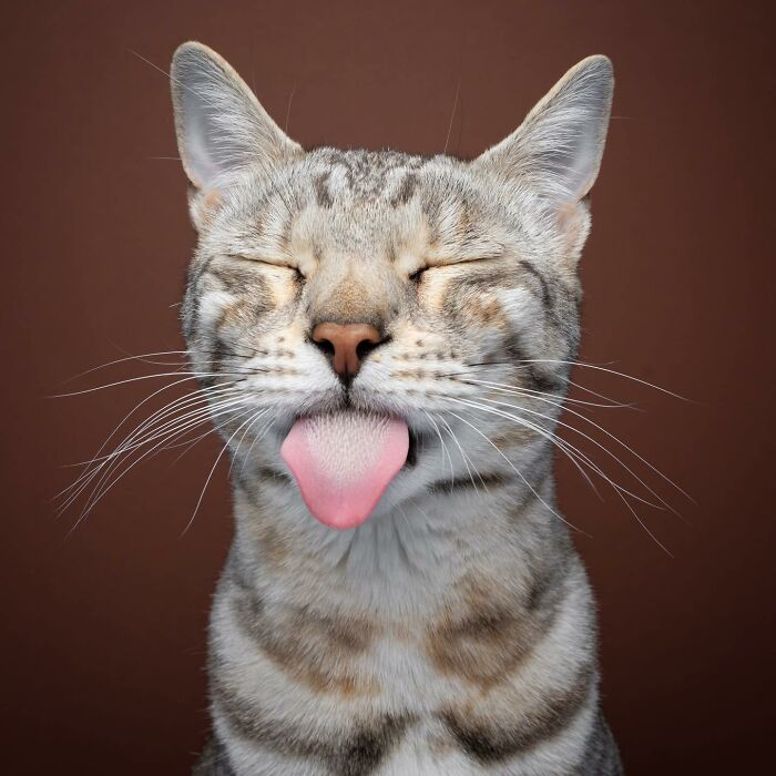 The Internet Is In Love With This Photographer Who Takes Amazing And Funny Pictures Of Cats (53 Pics)