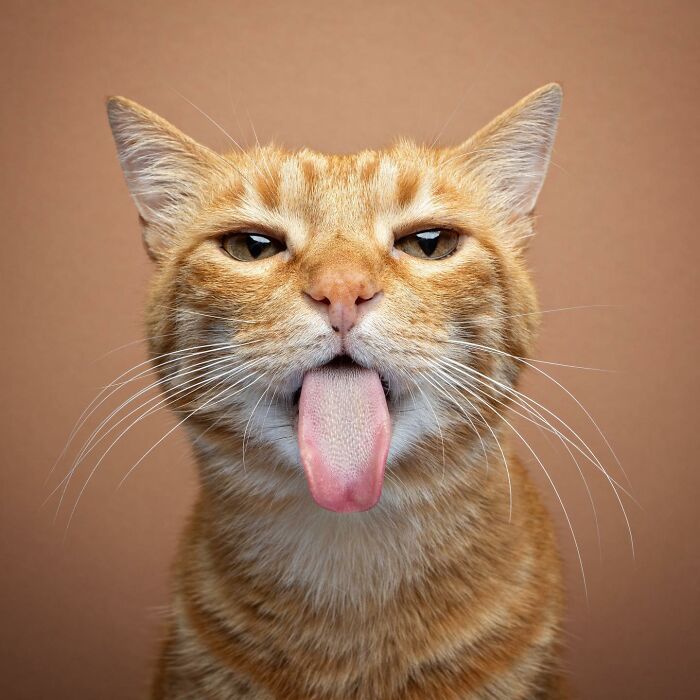 The Internet Is In Love With This Photographer Who Takes Amazing And Funny Pictures Of Cats (53 Pics)