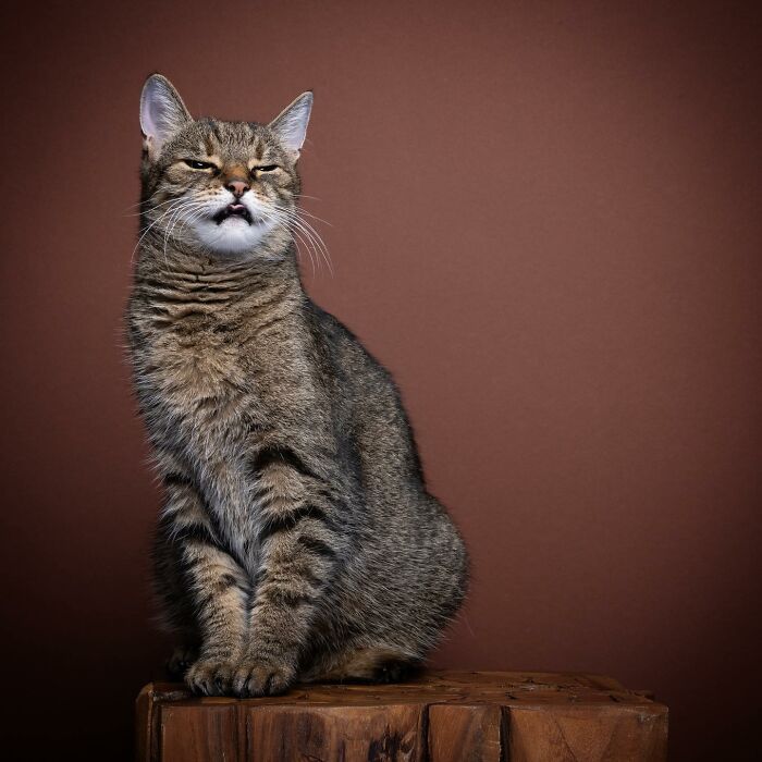 The Internet Is In Love With This Photographer Who Takes Amazing And Funny Pictures Of Cats (53 Pics)