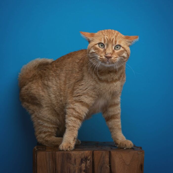 The Internet Is In Love With This Photographer Who Takes Amazing And Funny Pictures Of Cats (53 Pics)