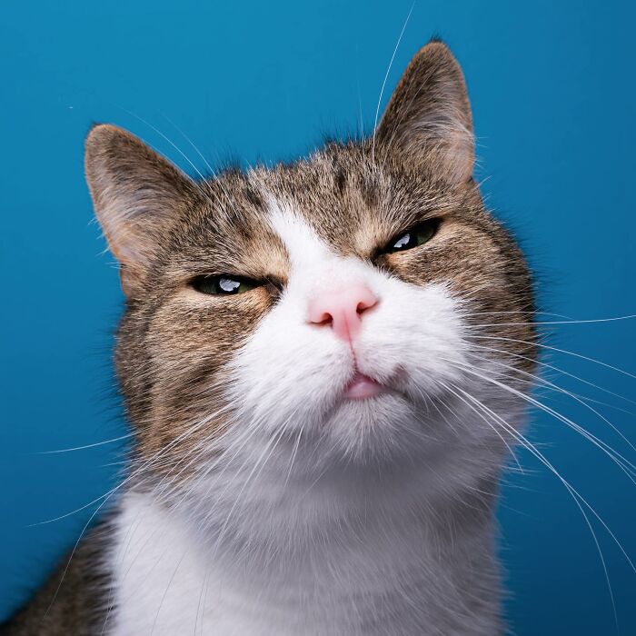 The Internet Is In Love With This Photographer Who Takes Amazing And Funny Pictures Of Cats (53 Pics)