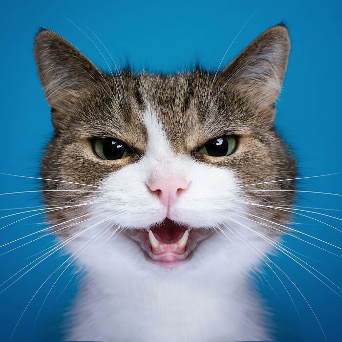 The Internet Is In Love With This Photographer Who Takes Amazing And Funny Pictures Of Cats (53 Pics)