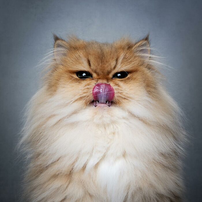 The Internet Is In Love With This Photographer Who Takes Amazing And Funny Pictures Of Cats (53 Pics)