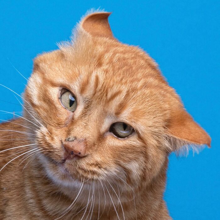 The Internet Is In Love With This Photographer Who Takes Amazing And Funny Pictures Of Cats (53 Pics)