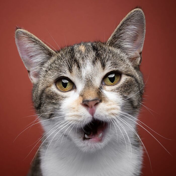 The Internet Is In Love With This Photographer Who Takes Amazing And Funny Pictures Of Cats (53 Pics)