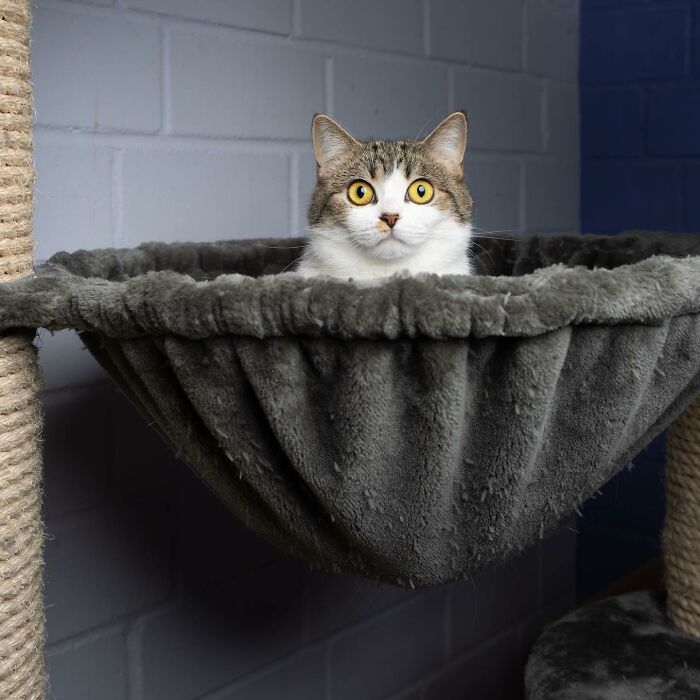 The Internet Is In Love With This Photographer Who Takes Amazing And Funny Pictures Of Cats (53 Pics)