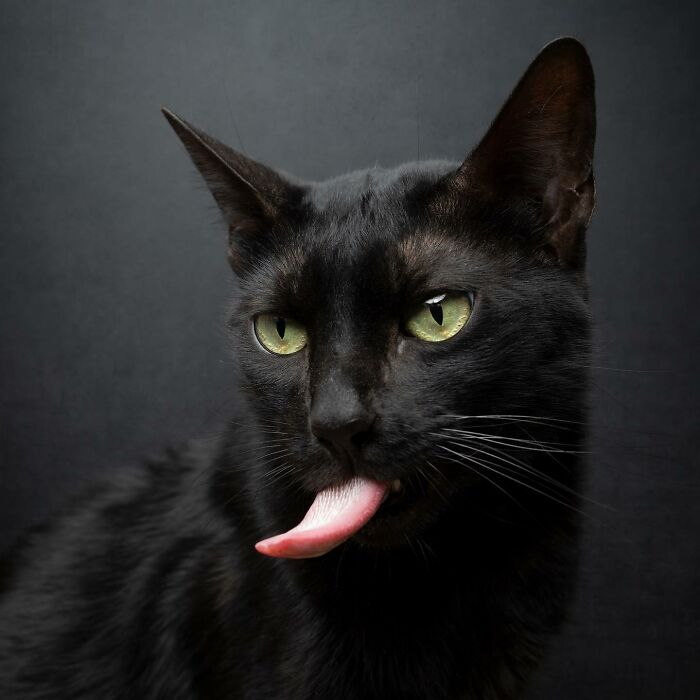 The Internet Is In Love With This Photographer Who Takes Amazing And Funny Pictures Of Cats (53 Pics)