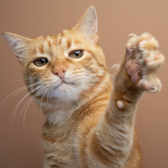 The Internet Is In Love With This Photographer Who Takes Amazing And Funny Pictures Of Cats (53 Pics)