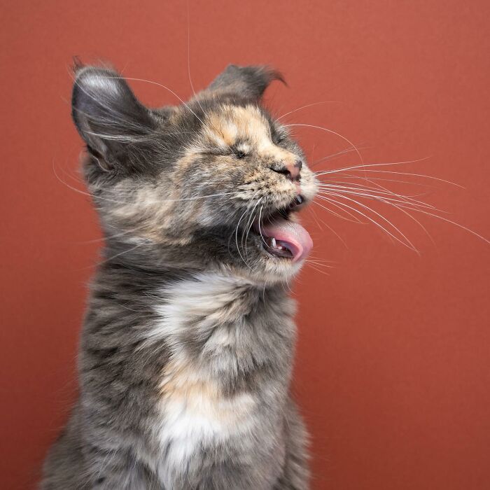 The Internet Is In Love With This Photographer Who Takes Amazing And Funny Pictures Of Cats (53 Pics)