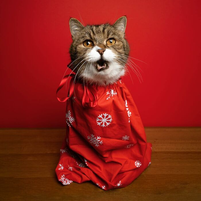 The Internet Is In Love With This Photographer Who Takes Amazing And Funny Pictures Of Cats (53 Pics)