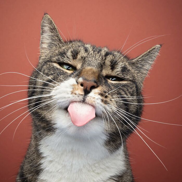 The Internet Is In Love With This Photographer Who Takes Amazing And Funny Pictures Of Cats (53 Pics)