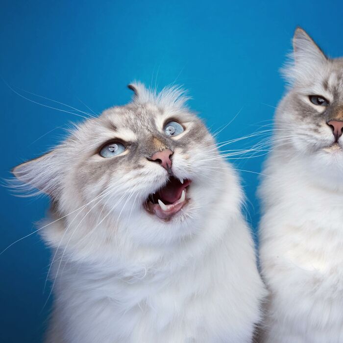 The Internet Is In Love With This Photographer Who Takes Amazing And Funny Pictures Of Cats (53 Pics)