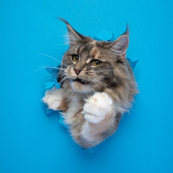 The Internet Is In Love With This Photographer Who Takes Amazing And Funny Pictures Of Cats (53 Pics)