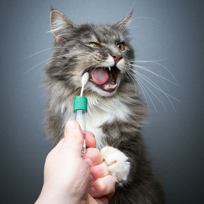 The Internet Is In Love With This Photographer Who Takes Amazing And Funny Pictures Of Cats (53 Pics)