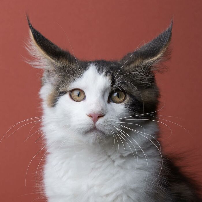 The Internet Is In Love With This Photographer Who Takes Amazing And Funny Pictures Of Cats (53 Pics)