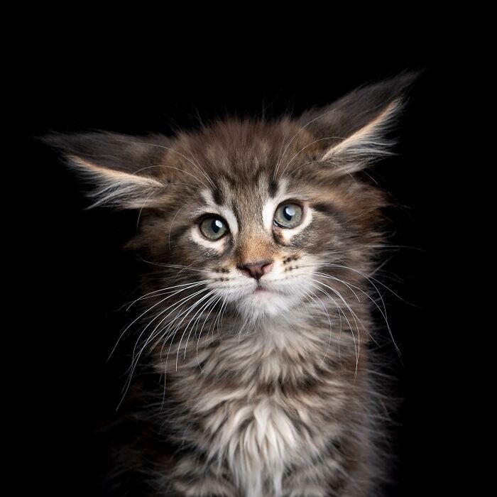 The Internet Is In Love With This Photographer Who Takes Amazing And Funny Pictures Of Cats (53 Pics)