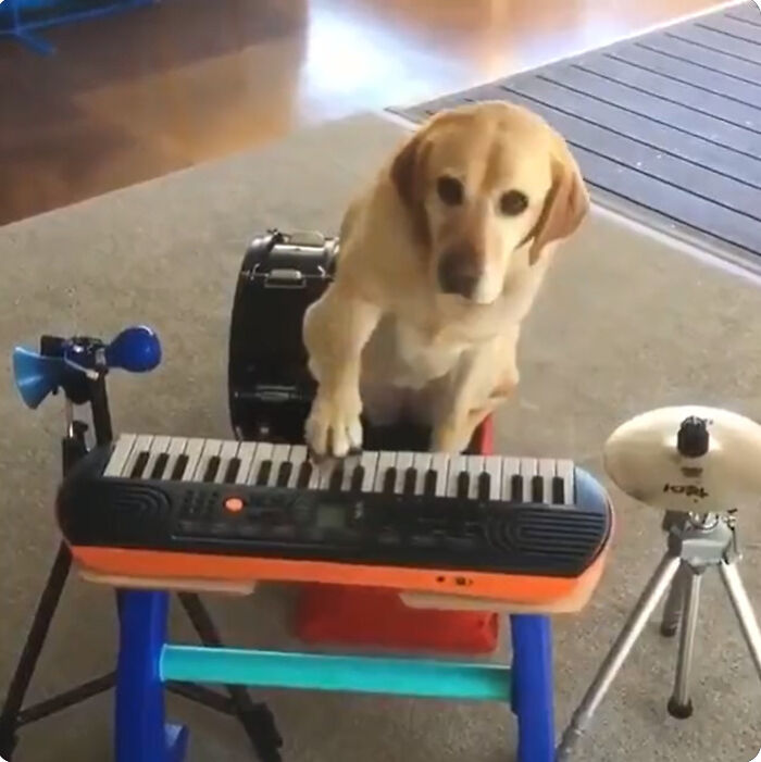 This Video Of A Dog Playing Piano Might Be The Most Incredible Thing You'll Ever See On The Internet This Video Of A Dog Playing Piano Might Be The Most Incredible Thing You'll Ever See On The Internet