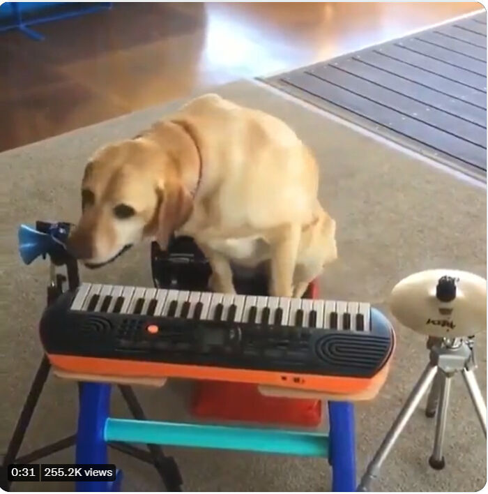 This Video Of A Dog Playing Piano Might Be The Most Incredible Thing You'll Ever See On The Internet This Video Of A Dog Playing Piano Might Be The Most Incredible Thing You'll Ever See On The Internet