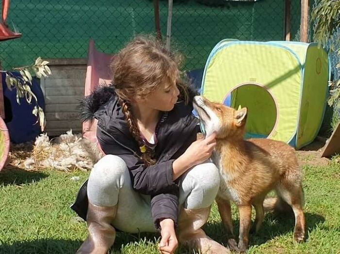 A Family-Run Farm Adopted A Rescue Fox That Has Formed An Inseparable Bond With An 11-Year-Old Girl