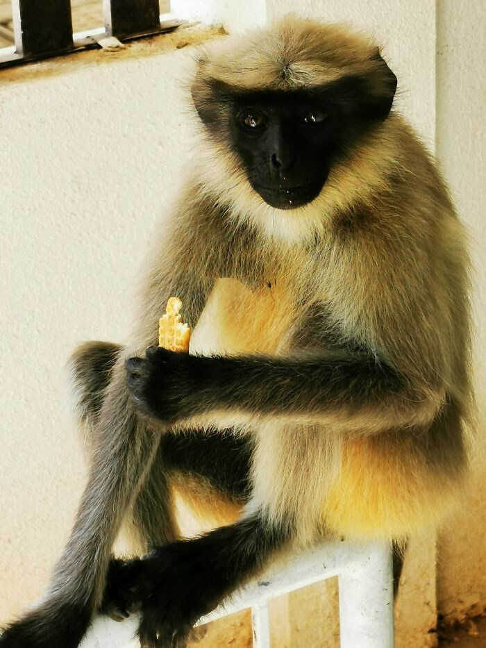 A Monkey In My Wife's Parents' Garden In India