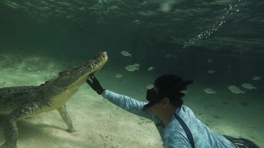 Underwater Videographer Gets Up Close With Apex Predators
