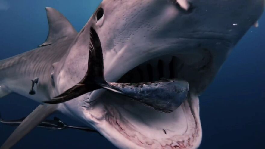 Underwater Videographer Gets Up Close With Apex Predators