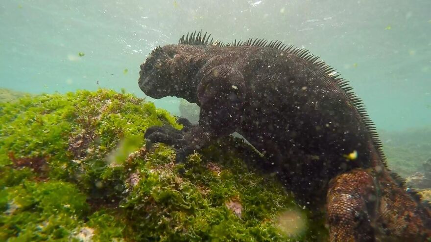Underwater Videographer Gets Up Close With Apex Predators