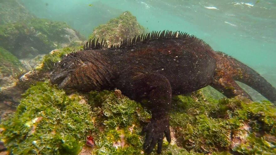 Underwater Videographer Gets Up Close With Apex Predators