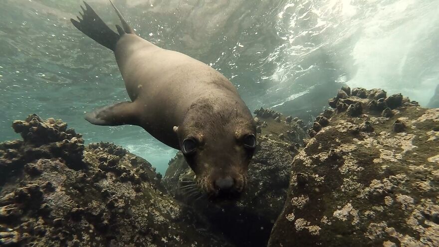 Underwater Videographer Gets Up Close With Apex Predators