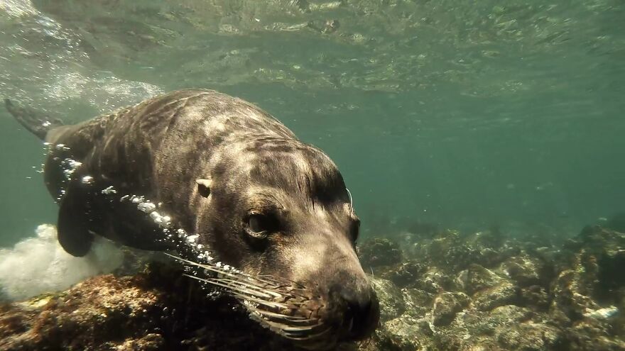 Underwater Videographer Gets Up Close With Apex Predators