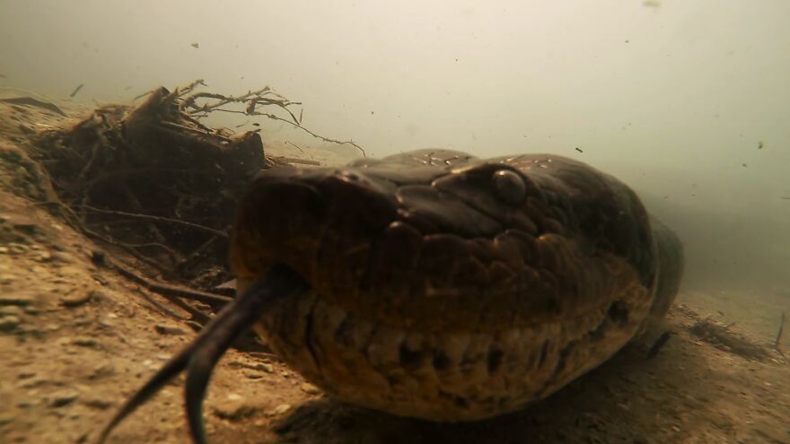 Underwater Videographer Gets Up Close With Apex Predators