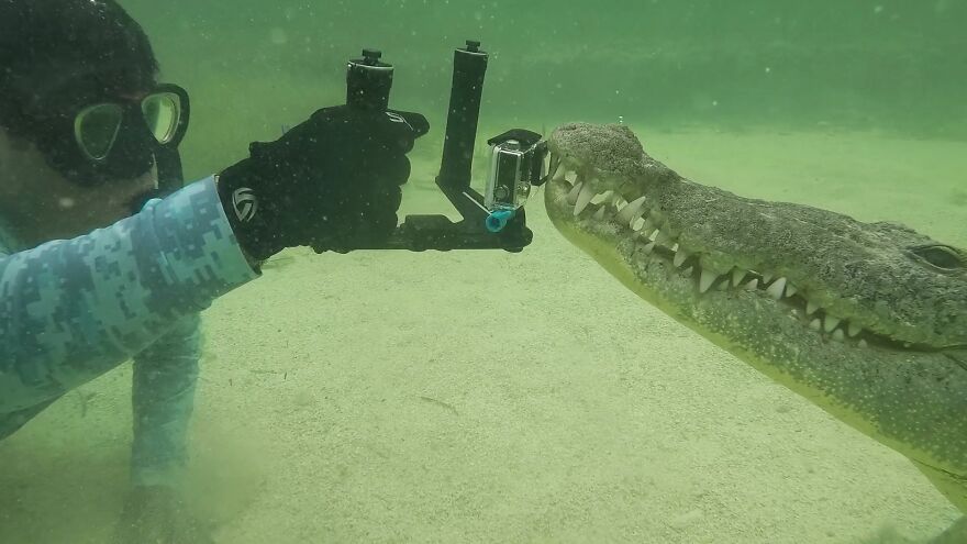 Underwater Videographer Gets Up Close With Apex Predators