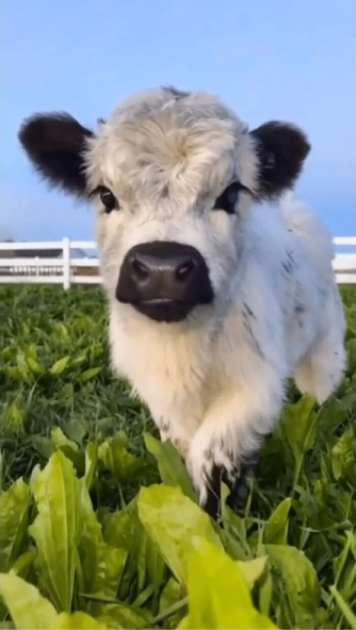 Fluffy adorable calf standing in green grass near white fence under clear blue sky, cute animals brightening the day.