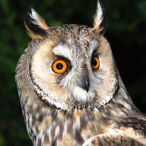 k_schneeberger avatar