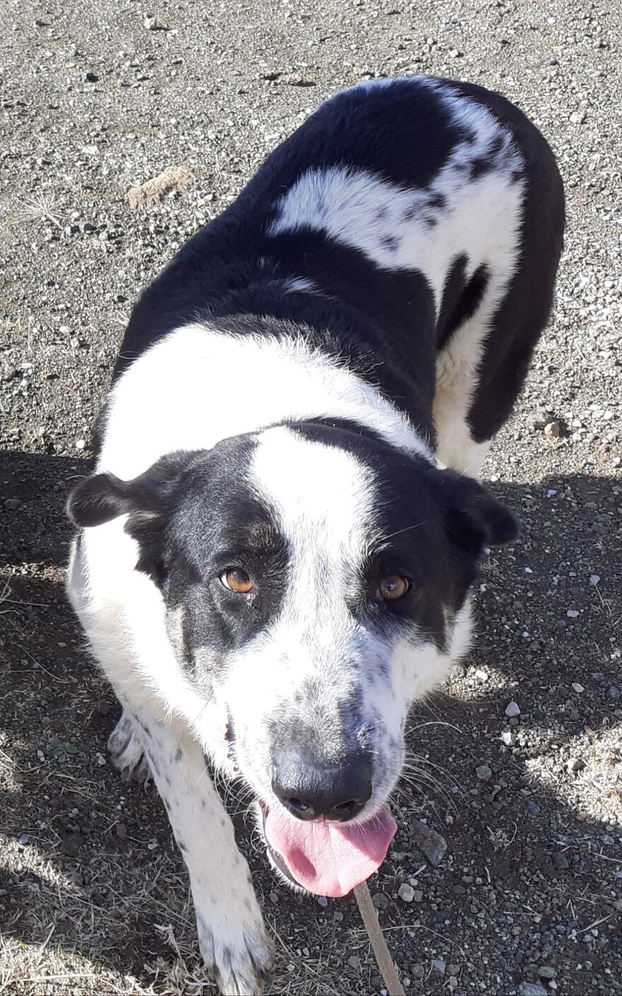 We Took 140 Dogs For A Walk During Christmas At The Adana Dog Rescue Center