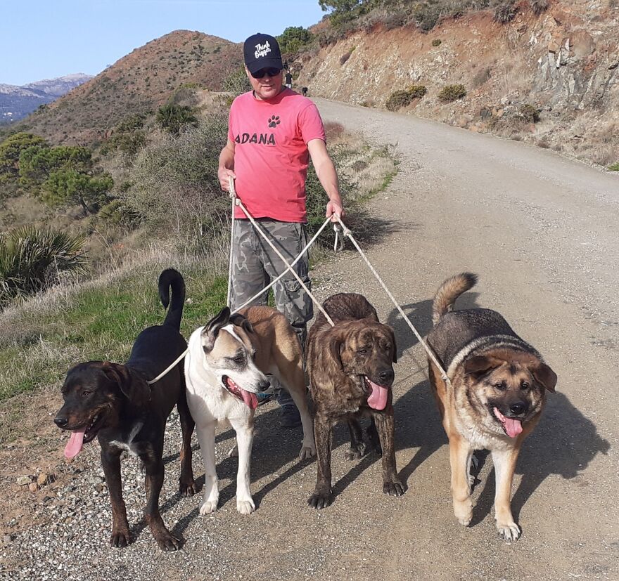 We Took 140 Dogs For A Walk During Christmas At The Adana Dog Rescue Center
