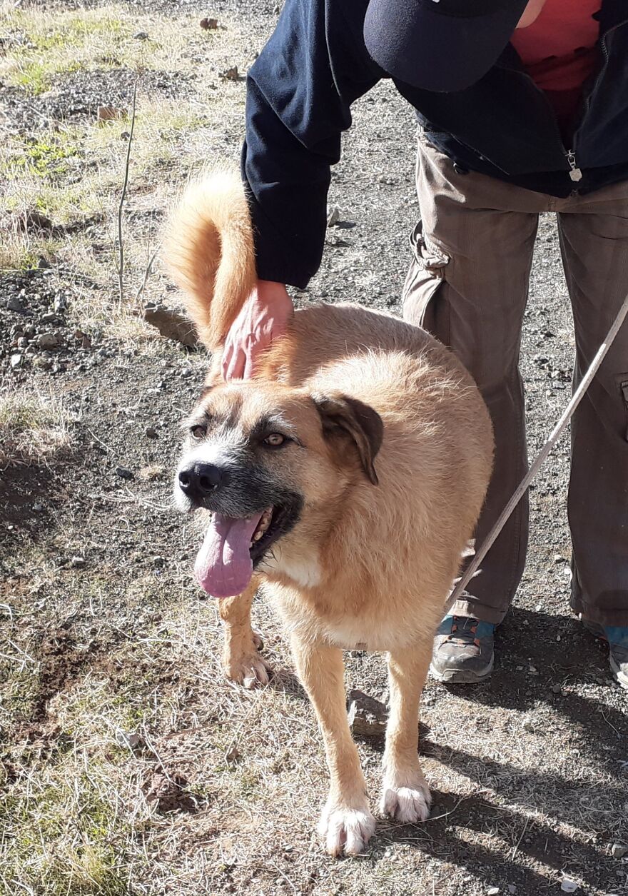 We Took 140 Dogs For A Walk During Christmas At The Adana Dog Rescue Center