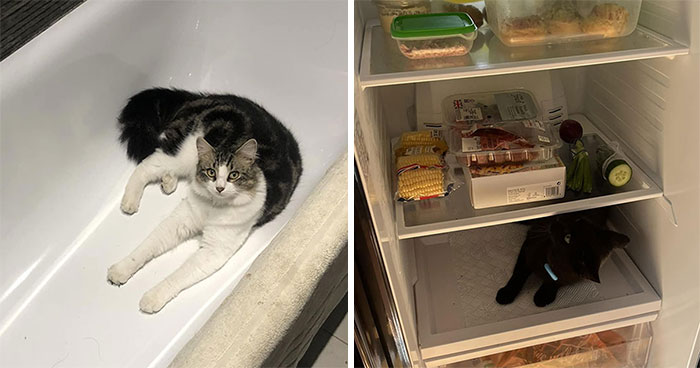 People Are Sharing Photos Of Their Best ‘My House, Not My Cat’ Encounters (40 New Pics)