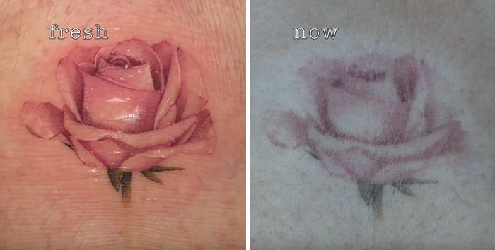 Aged tattoos showing a fresh pink rose compared to a faded version after years on skin.
