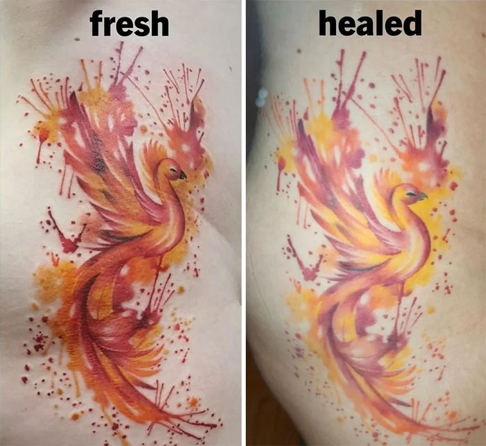 Fresh versus healed aged tattoo of a phoenix, showing color changes over time.