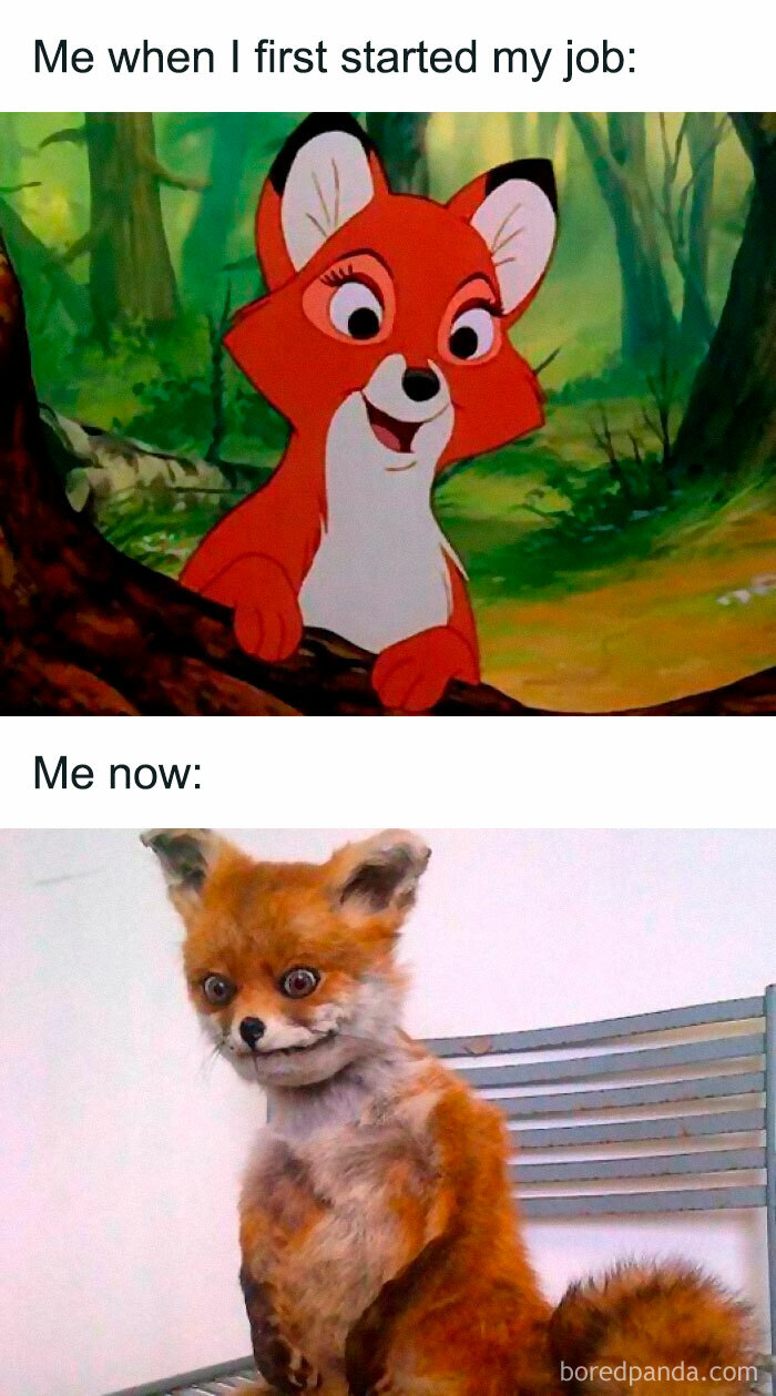 Cute fox transforms into disheveled creature, capturing the essence of hilariously painful work week memes.