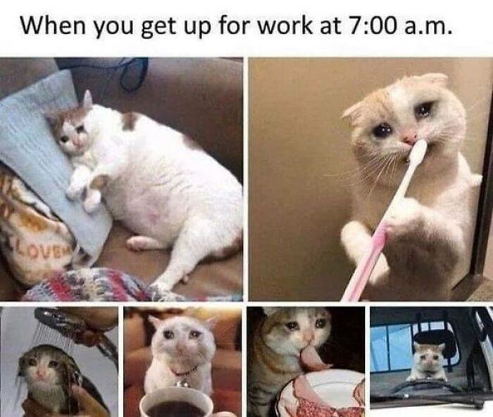 Cat humorously struggling through morning routine, symbolizing relatable work week memes.