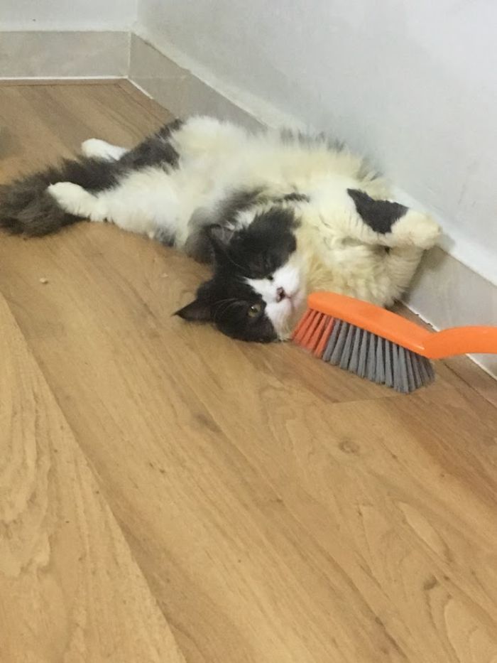 10+ Pet Photos We Feel Warmer Every Day