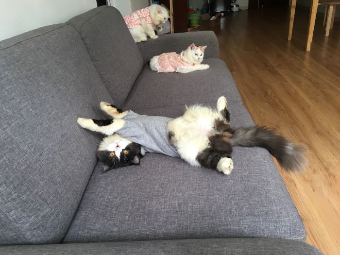 10+ Pet Photos We Feel Warmer Every Day