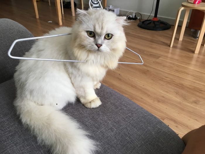 10+ Pet Photos We Feel Warmer Every Day