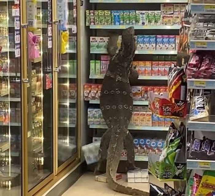 Animals-Places-They-Shouldnt-Be-Pics