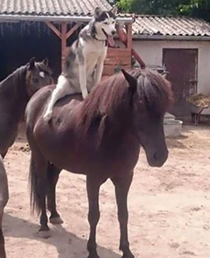 Animals-Places-They-Shouldnt-Be-Pics