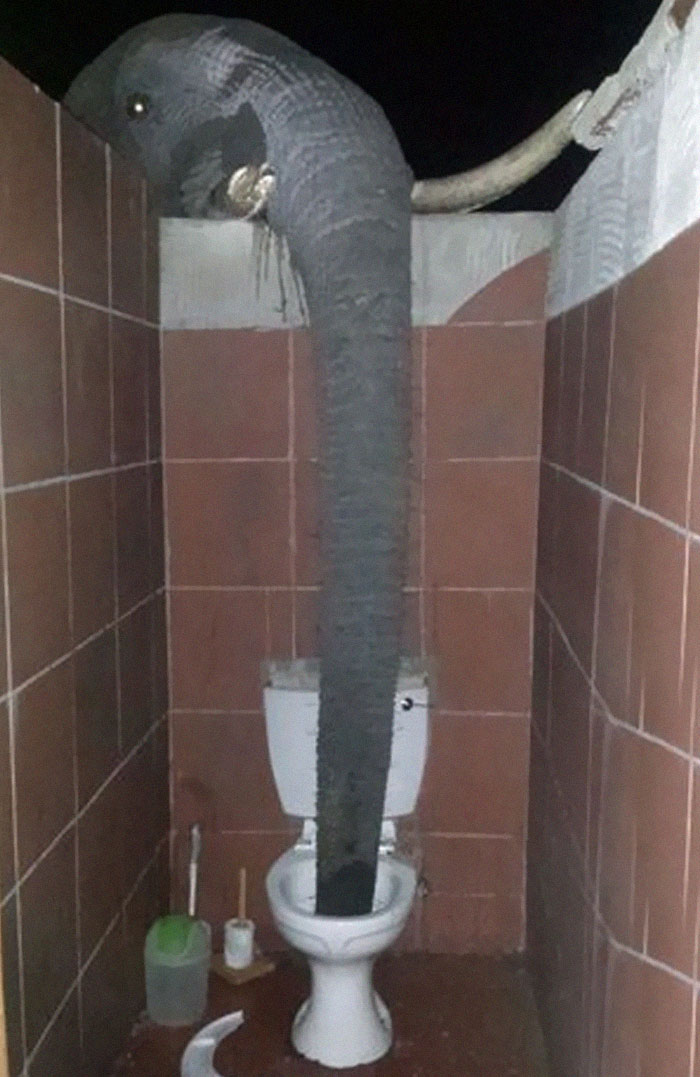 Animals-Places-They-Shouldnt-Be-Pics