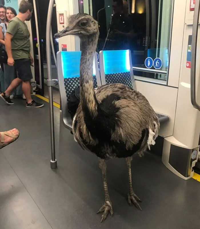 Animals-Places-They-Shouldnt-Be-Pics