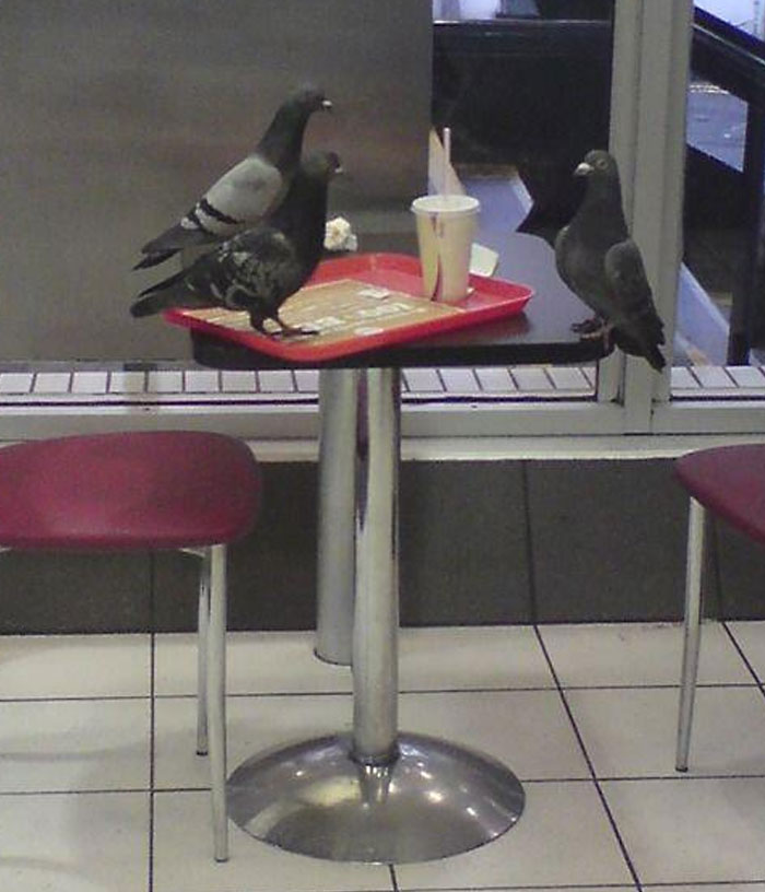 Animals-Places-They-Shouldnt-Be-Pics